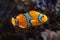 Clownfish - Coral reef fish in the aquarium