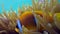 Clownfish family playing in their anemone home
