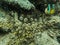 Clownfish guarding its nest