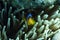 Clownfish hiding in anemone