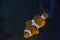 Clownfish Nemo