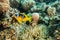 Clownfish in the Red Sea Colorful and beautiful