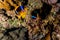 Clownfish in the Red Sea Colorful and beautiful