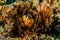 Clownfish in the Red Sea Colorful and beautiful