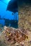 Clownfish on ship wreck