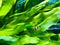 Clownfish swimming in front of green under water plant