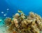 Clownfish and tropical fish swimming over a coral pinnacle