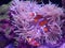 Clownfish wild underwater anemone zoo