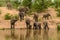 Clsoe up of African Bush Elephants walking on the road in wildlife reserve.