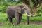 Clsoe up of African Bush Elephants walking on the road in wildlife reserve.