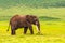 Clsoe up of African Bush Elephants walking on the road in wildlife reserve.