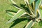 Clsoe up of American agave striped growing outdoors