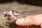 Club beak butterfly feeding food from finger