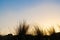 Club rush vegetation in silhouette under blue sky graduated to golden