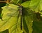 Club-tailed Dragonfly, Gomphus  vulgatissimus   in close-up