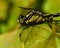 Club-tailed Dragonfly, Gomphus  vulgatissimus   in close-up