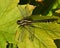 Club-tailed Dragonfly, Gomphus  vulgatissimus   in close-up