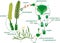 Clubmoss life cycle. Diagram of life cycle of Lycopodium Running clubmoss or Lycopodium clavatum with titles