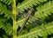 Clubtail on Fern