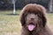 Clueless Looking Brown Newfie Puppy Dog with a Tongue Out