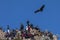 Clueless tourists ignore the condor that flies over them in the viewpoint of the Condor. Peru.