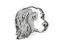 Clumber Spaniel Dog Breed Cartoon Retro Drawing