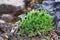 Clump of arctic poppy buds prevents penetration of ice dew