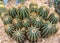 A clump of ball cacti, Parodia magnifica.