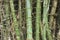 Clump of bamboo trunks with names on the bark in Suphan Buri, Thailand.