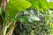 a clump of banana trees with green leaves and dark brown leaves, old midribs turn brown