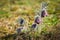 Clump of beautiful wind flowers, meadow anemone