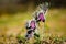 Clump of beautiful wind flowers, meadow anemone