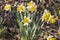 Clump of blooming yellow daffodils