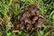 Clump of brown Funghi