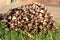 A clump of brown toadstools growing in a garden in autumn