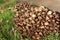 A clump of brown toadstools growing in a garden in autumn