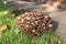 A clump of brown toadstools growing in a garden in autumn