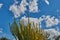 A clump of cacti against a backdrop of a blue sky with clouds