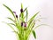 Clump of Calla Lily purple and pink flowers with group blue butterfly wings lively natural on white background