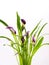 Clump of Calla Lily purple and pink flowers with group blue butterfly wings lively natural on white background