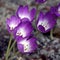 Clump of crocuses in the spring the ground