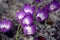 Clump of crocuses in the spring the ground