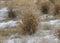 Clump of dry grass on a snowy prairie