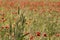 Clump of ears of grain, on a blurred background field of poppies