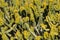 Clump of euphorbia pseudocactus with yellow flowers