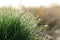 The clump of fine green grass Festuca ovina (sheep`s or sheep fescue)