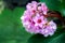 Clump forming pink Bergenia cordifolia