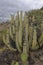 The clump forming Succulent Euphorbia canariensis in a water carved Volcanic Rock Valley