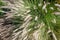 Clump of Fountain Grass Pennisetum setaceum