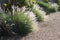 Clump of Fountain Grass Pennisetum setaceum